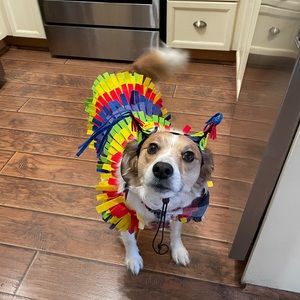 🤩HOST PICK🤩 Dog piñata costume